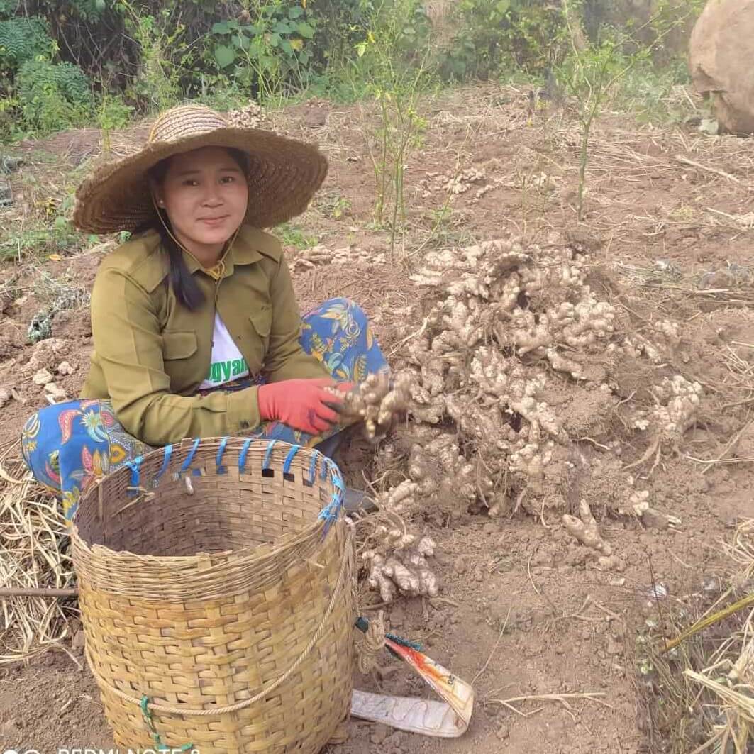 Ingefærdyrkning i Hopong og Hsihseng i Shan State, Myanmar – små landbrug støttet af lokale organisationer