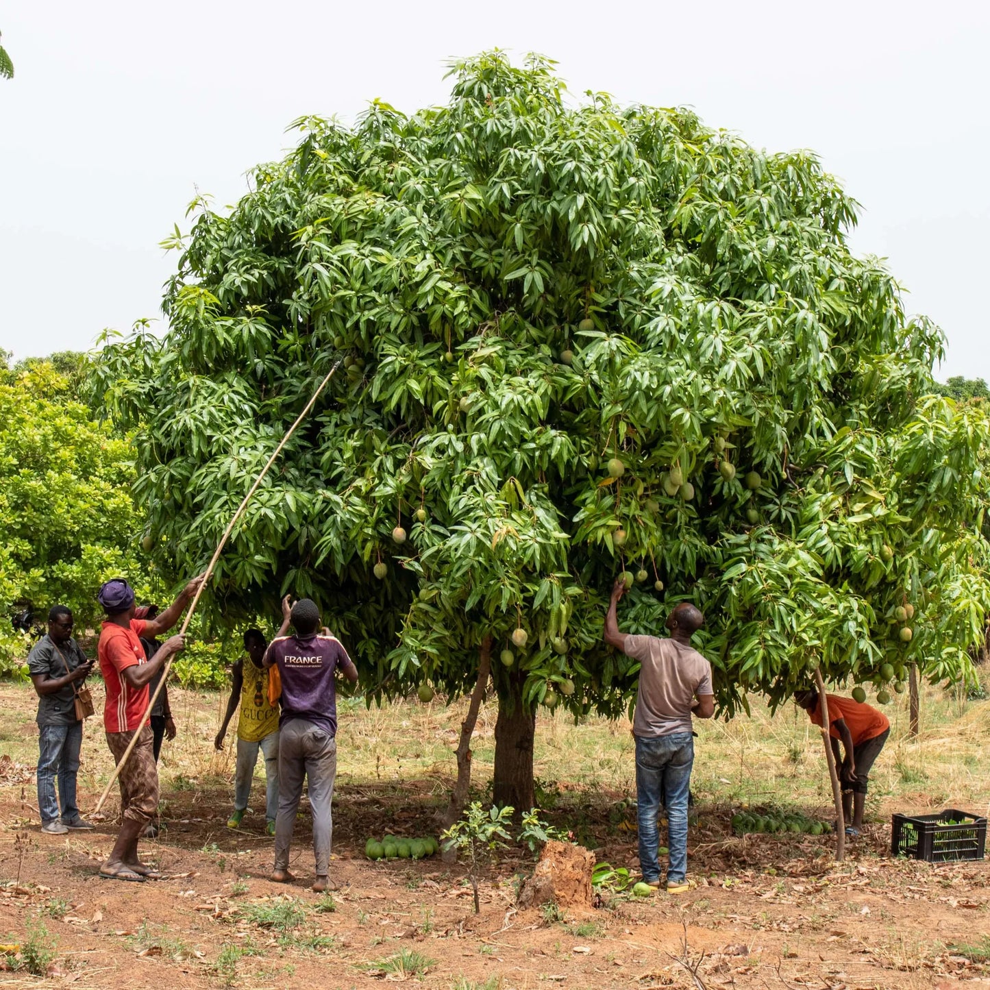 Tørrede mango fra Burkina Faso