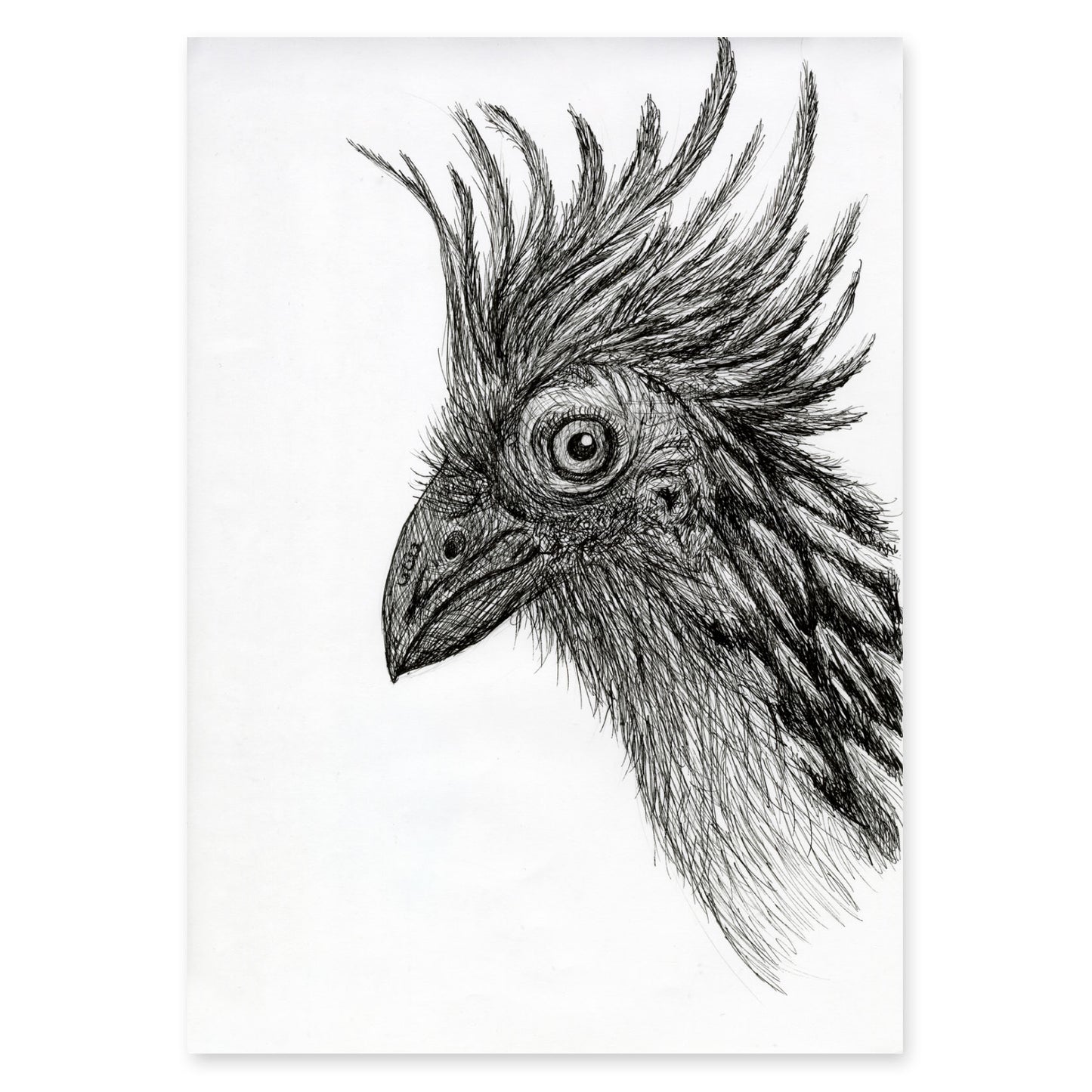 Hoatzin