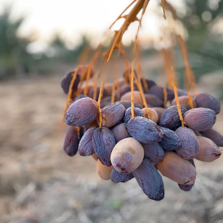 øko medjoul dadler fra Palestina-green living
