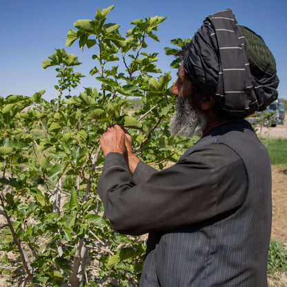 Soltørrede figner fra Afghanistan - 100g