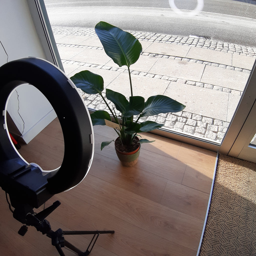 Smuk og stor Strelitzia palme