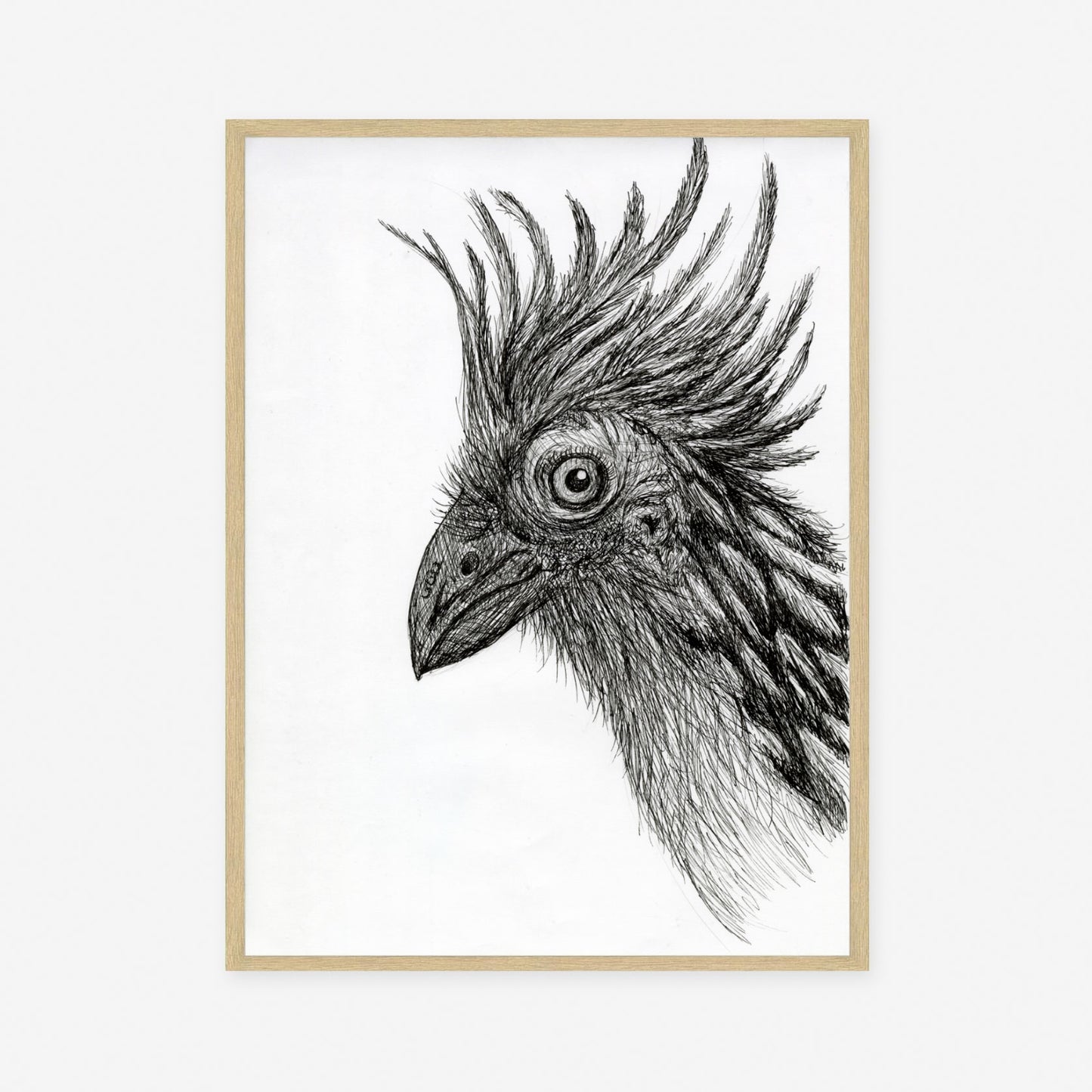 Hoatzin