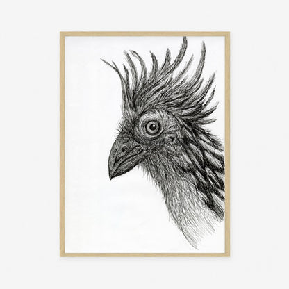 Hoatzin