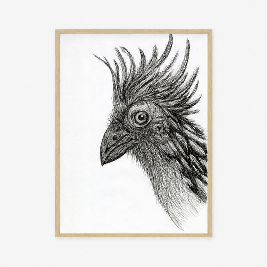 Hoatzin