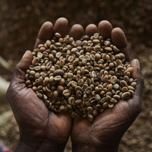 Arabica kaffebønner fra Congo (DRC)